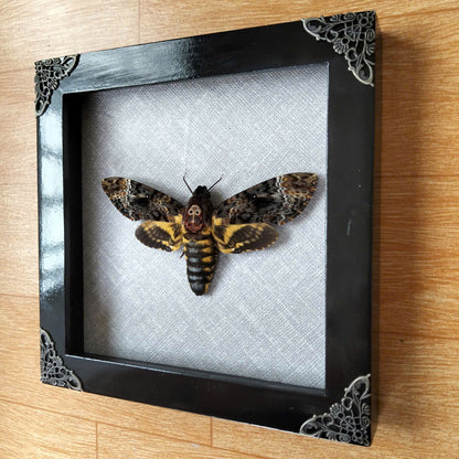 Vietnam Death's Head Moth Frame Sales - Real Skull Moth in Insect Shadow Box (in US)