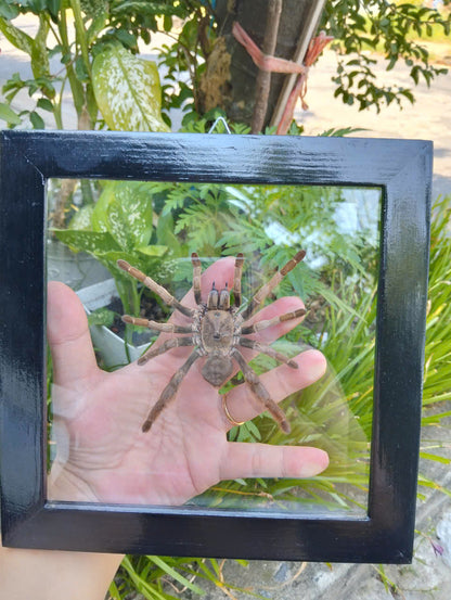 Vietnam Tarantula Floating Frame - Real Spider Display, Dried Insect Décor with Citharognathus tongmianensis (in US)