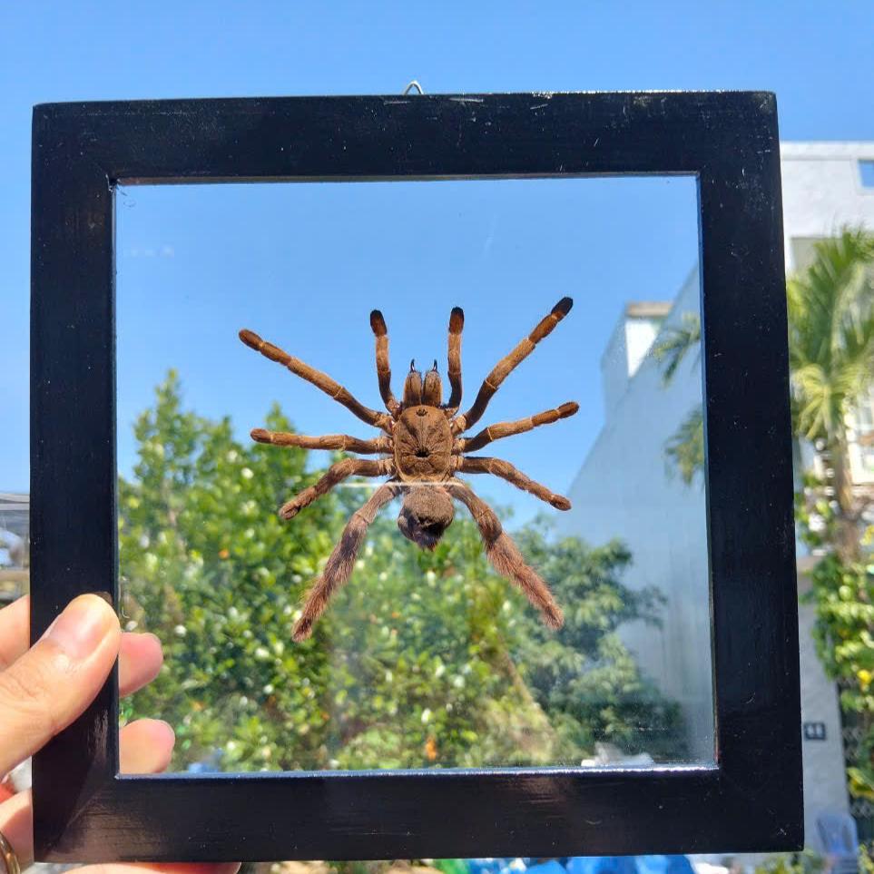 Vietnam Tarantula Floating Frame - Real Spider Display, Dried Insect Décor with Citharognathus tongmianensis (in US)