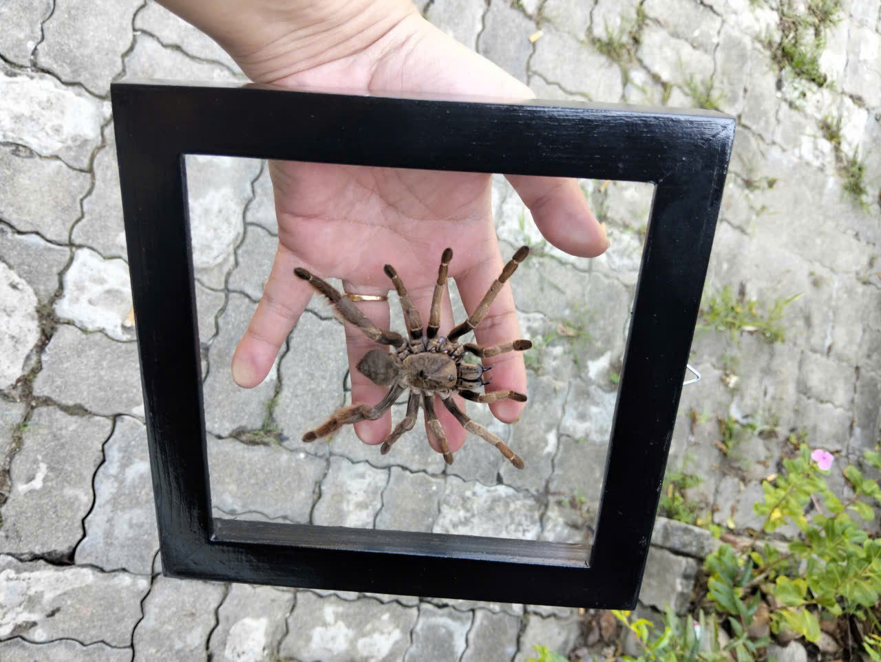 Vietnam Tarantula Floating Frame - Real Spider Display, Dried Insect Décor with Citharognathus tongmianensis (in US)