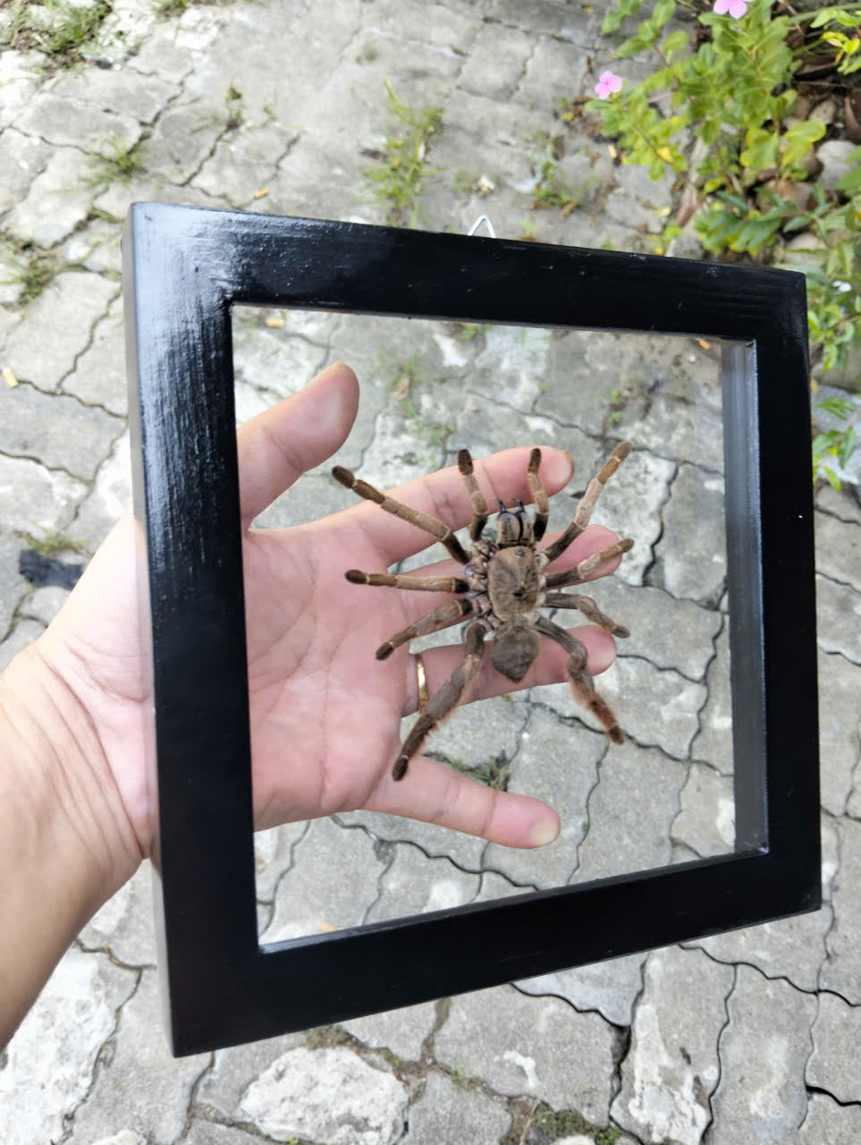 Vietnam Tarantula Floating Frame - Real Spider Display, Dried Insect Décor with Citharognathus tongmianensis (in US)