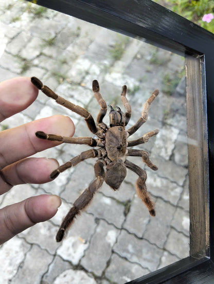 Vietnam Tarantula Floating Frame - Real Spider Display, Dried Insect Décor with Citharognathus tongmianensis (in US)