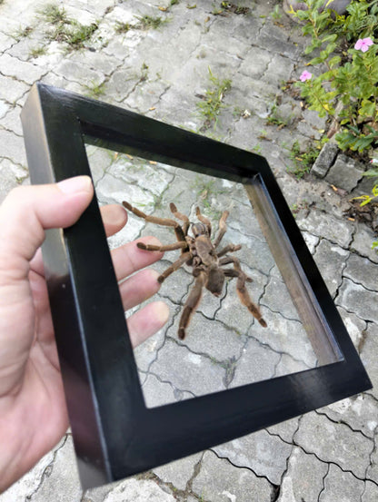 Vietnam Tarantula Floating Frame - Real Spider Display, Dried Insect Décor with Citharognathus tongmianensis (in US)