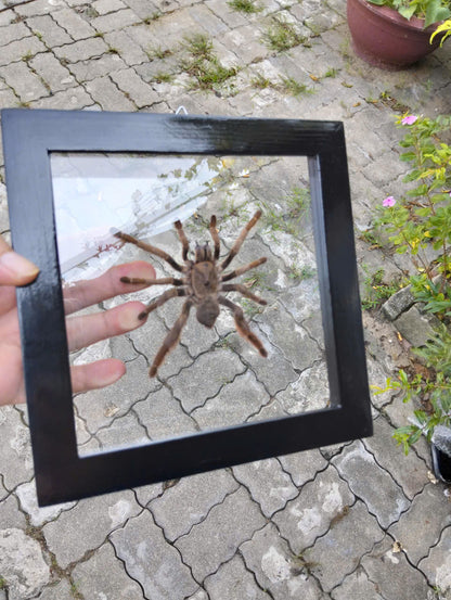 Vietnam Tarantula Floating Frame - Real Spider Display, Dried Insect Décor with Citharognathus tongmianensis (in US)