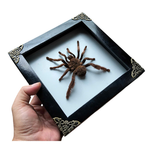 Vietnam Tarantula Frame -  Pine Wood Frame for Entomology Art, Real Citharognathus tongmianensis (in US)