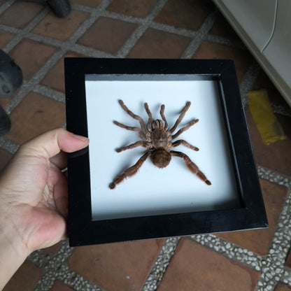 Vietnam Tarantula Frame -  Pine Wood Frame for Entomology Art, Real Citharognathus tongmianensis (in US)