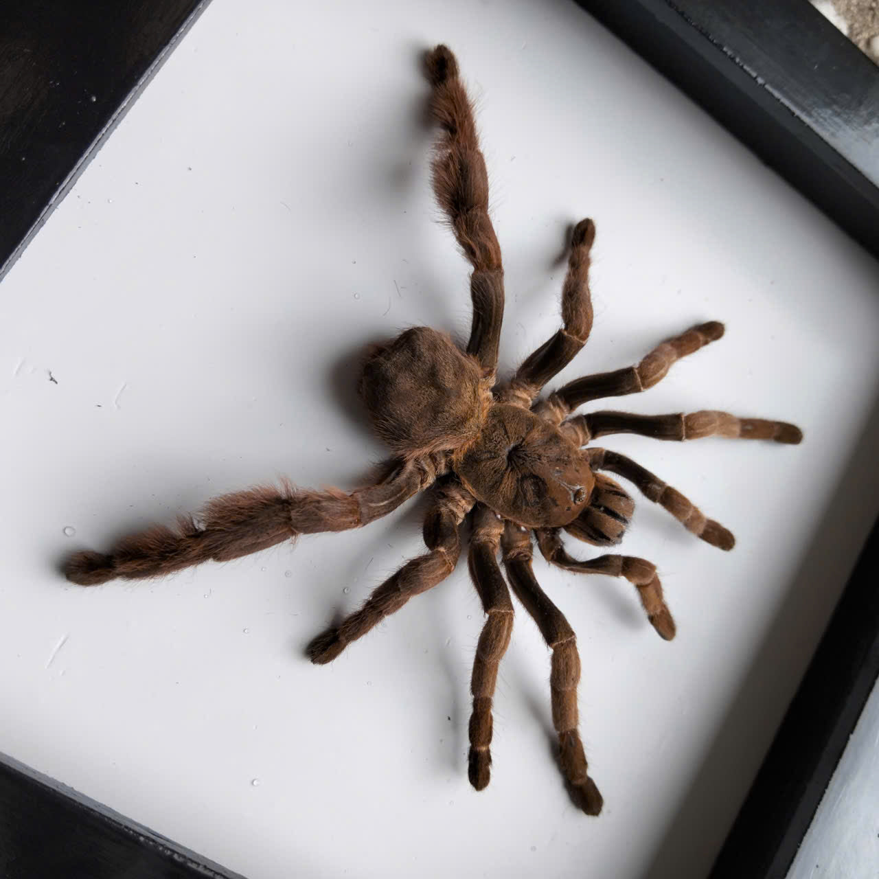 Vietnam Tarantula Frame -  Pine Wood Frame for Entomology Art, Real Citharognathus tongmianensis (in US)