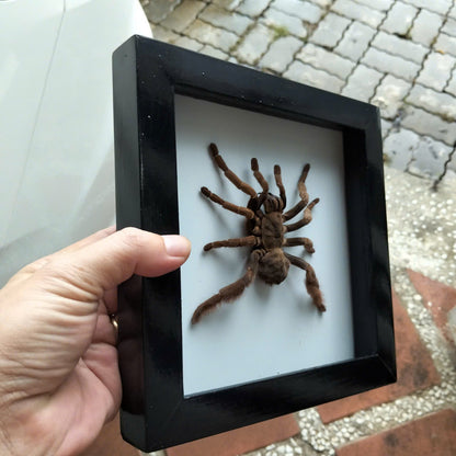 Vietnam Tarantula Frame -  Pine Wood Frame for Entomology Art, Real Citharognathus tongmianensis (in US)