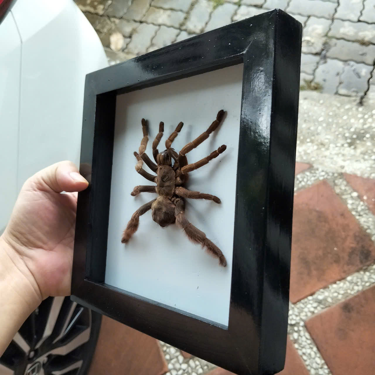 Vietnam Tarantula Frame -  Pine Wood Frame for Entomology Art, Real Citharognathus tongmianensis (in US)