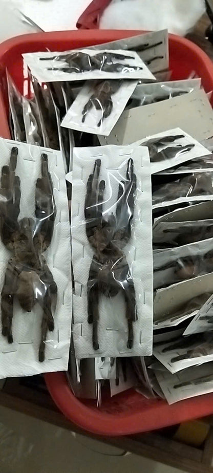 Real Tarantula (Haplopelma longipes) - Taxidermy Art - Gothic Home Decor & Oddities Collection - Unique Curiosity Display