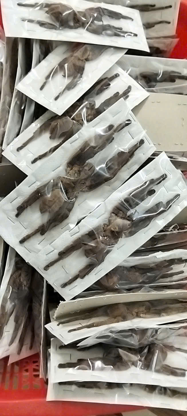 Pack of 15 Real Haplopelma Longipes Tarantula Specimen | Preserved Spider for Collection, Display & Taxidermy