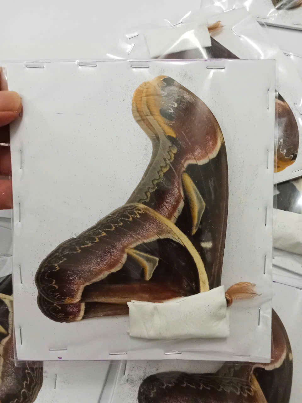 Atlas Moth (Attacus edwardsii) - Real Giant Silkmoth - Wings Closed - Dry Specimen - Exotic Saturniidae Taxidermy