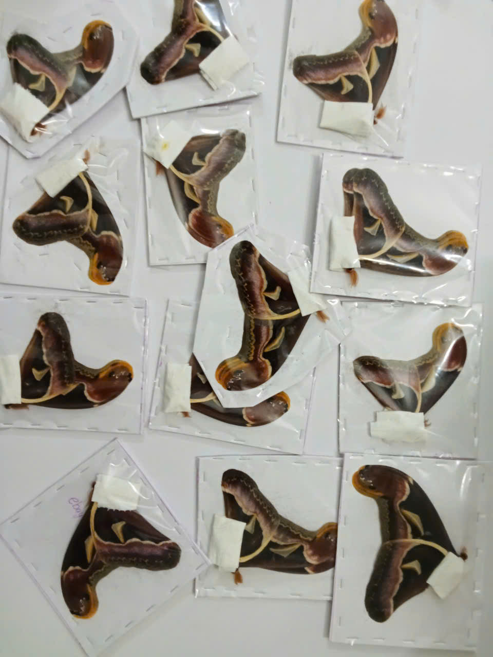 Atlas Moth (Attacus edwardsii) - Real Giant Silkmoth - Wings Closed - Dry Specimen - Exotic Saturniidae Taxidermy