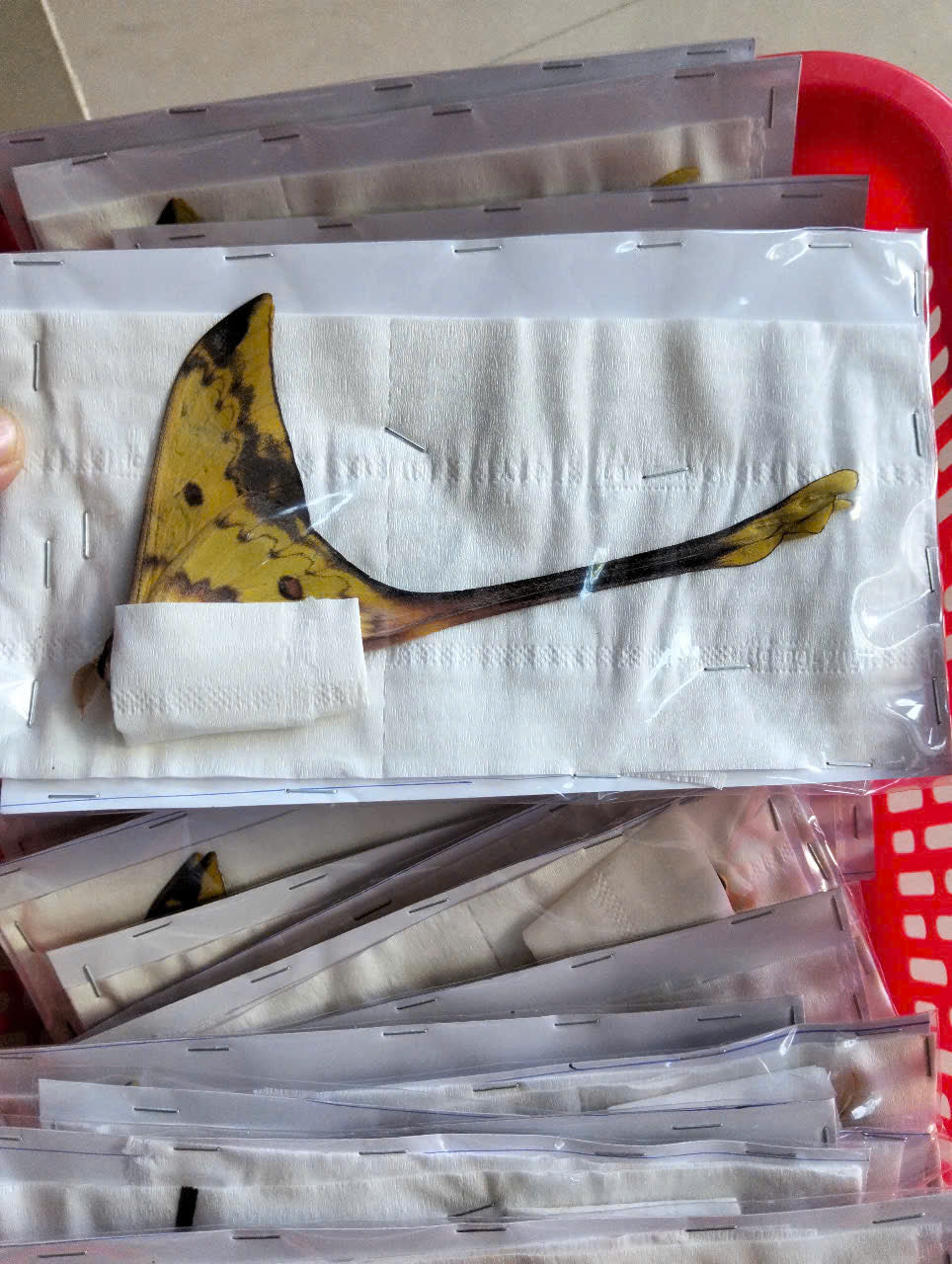 Real Long-Tailed Silkmoth (Actias maenas) - Wings Closed - Dry Specimen - Rare Saturniidae Moth - Exotic Taxidermy