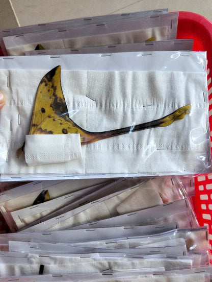 Real Long-Tailed Silkmoth (Actias maenas) - Wings Closed - Dry Specimen - Rare Saturniidae Moth - Exotic Taxidermy