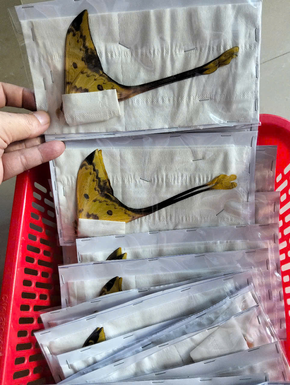 Real Long-Tailed Silkmoth (Actias maenas) - Wings Closed - Dry Specimen - Rare Saturniidae Moth - Exotic Taxidermy