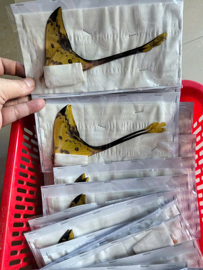 Real Long-Tailed Silkmoth (Actias maenas) - Wings Closed - Dry Specimen - Rare Saturniidae Moth - Exotic Taxidermy