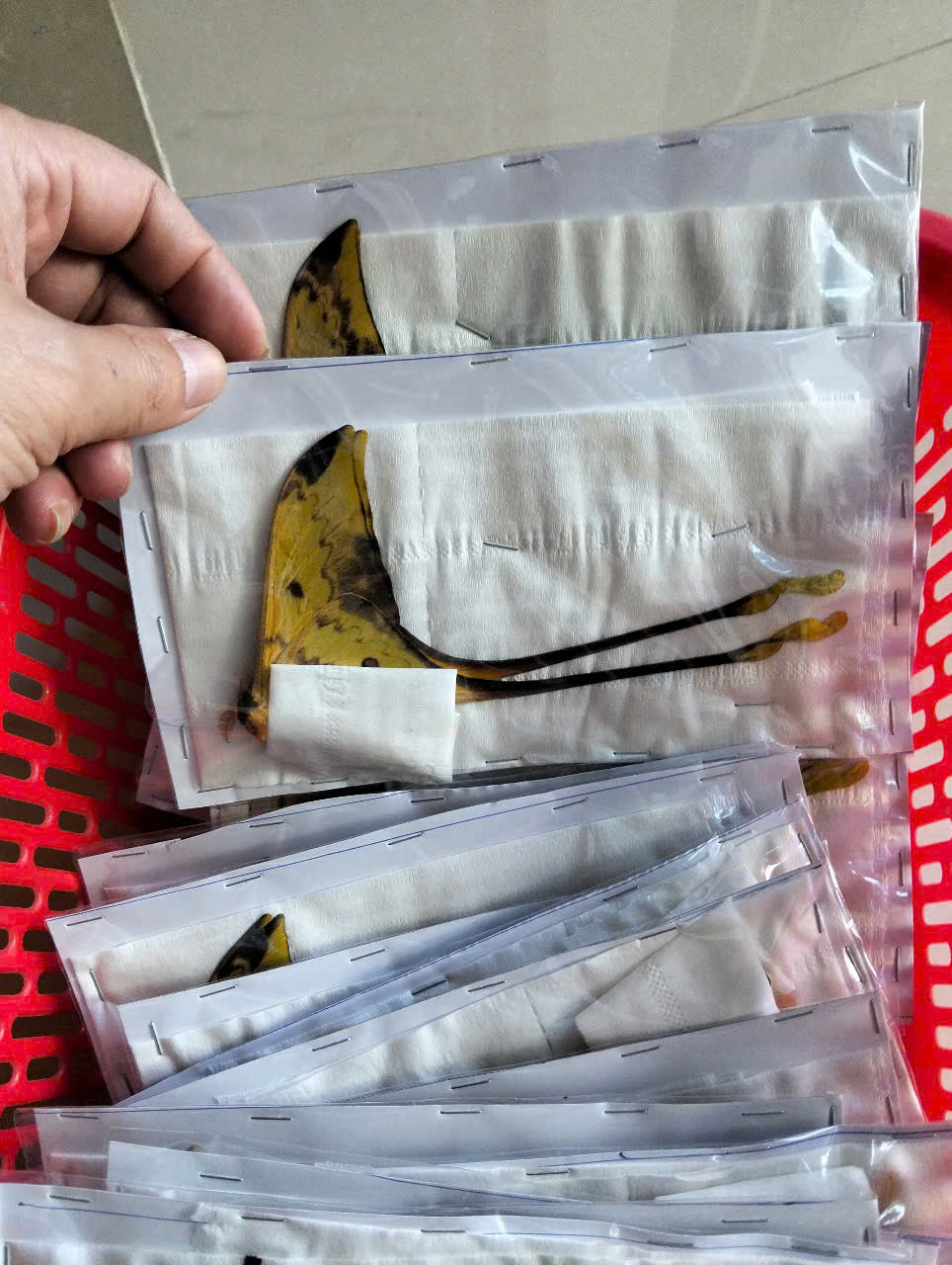 Real Long-Tailed Silkmoth (Actias maenas) - Wings Closed - Dry Specimen - Rare Saturniidae Moth - Exotic Taxidermy