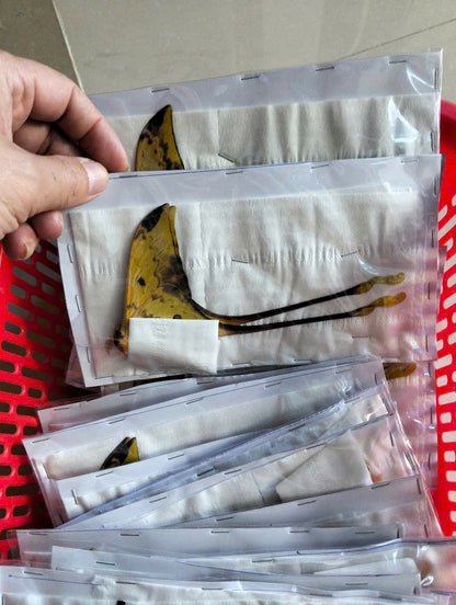 Real Long-Tailed Silkmoth (Actias maenas) - Wings Closed - Dry Specimen - Rare Saturniidae Moth - Exotic Taxidermy