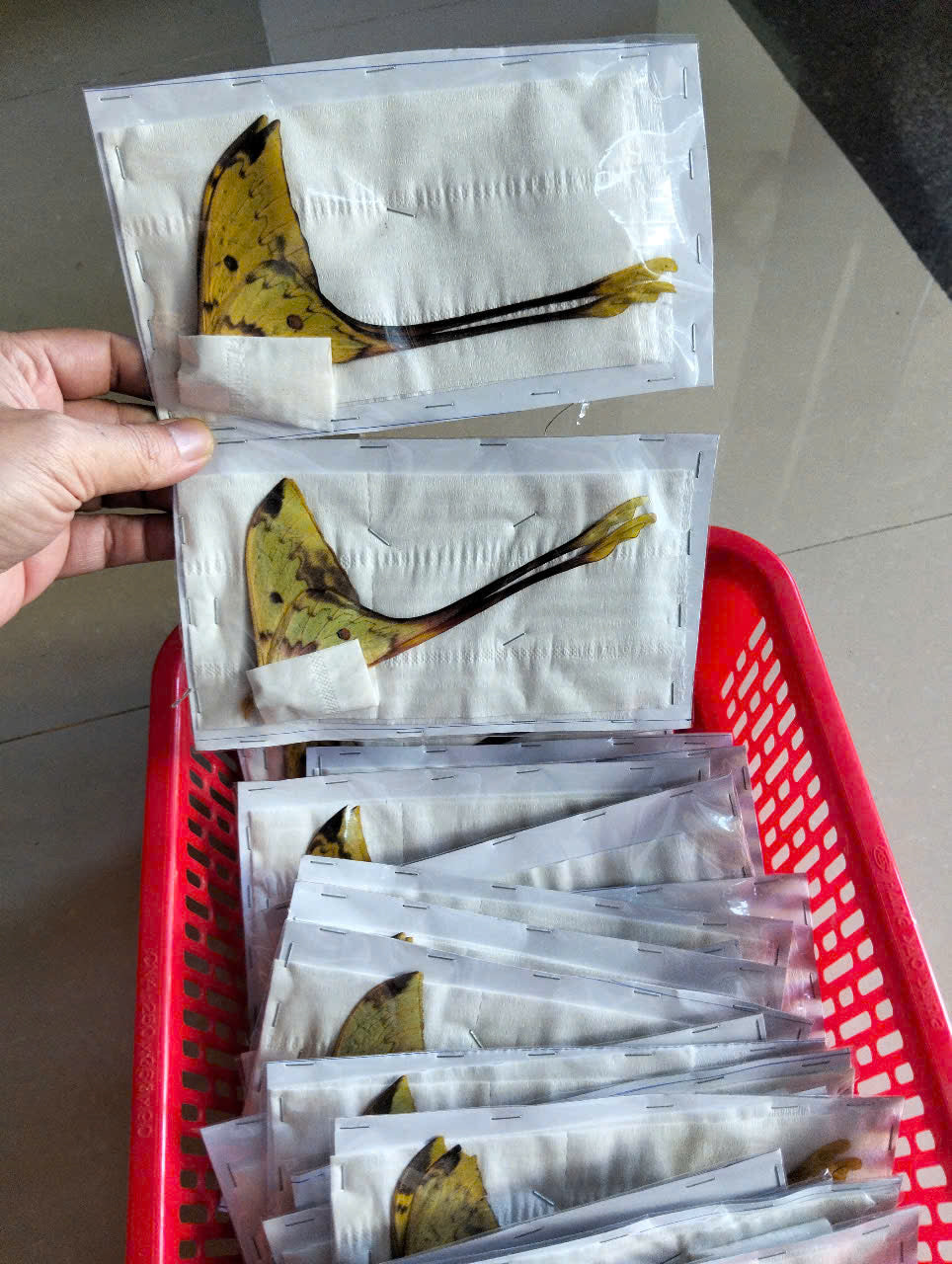 Real Long-Tailed Silkmoth (Actias maenas) - Wings Closed - Dry Specimen - Rare Saturniidae Moth - Exotic Taxidermy