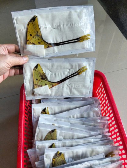 Real Long-Tailed Silkmoth (Actias maenas) - Wings Closed - Dry Specimen - Rare Saturniidae Moth - Exotic Taxidermy