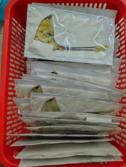 Real Long-Tailed Silkmoth (Actias maenas) - Wings Closed - Dry Specimen - Rare Saturniidae Moth - Exotic Taxidermy