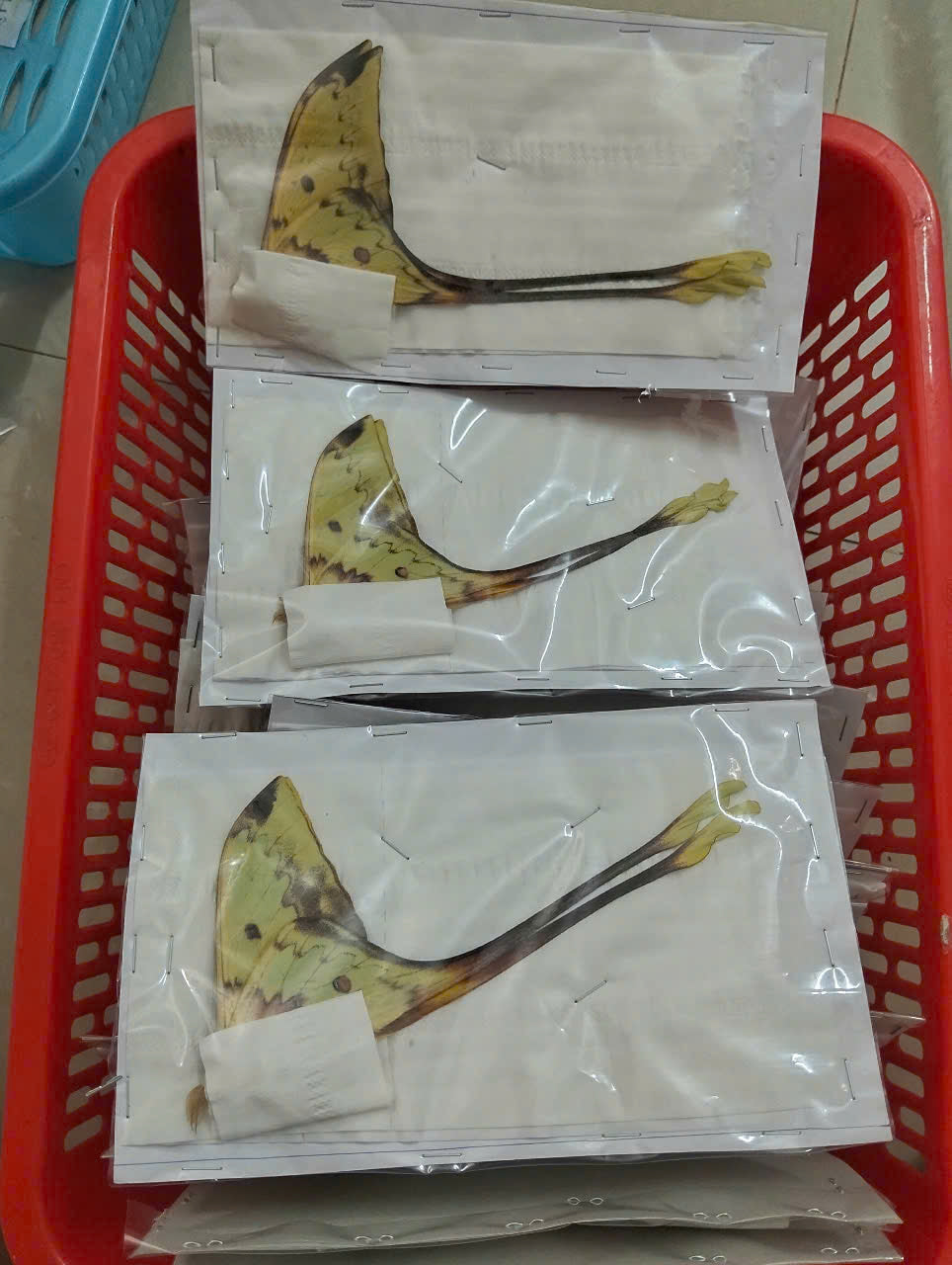 Real Long-Tailed Silkmoth (Actias maenas) - Wings Closed - Dry Specimen - Rare Saturniidae Moth - Exotic Taxidermy