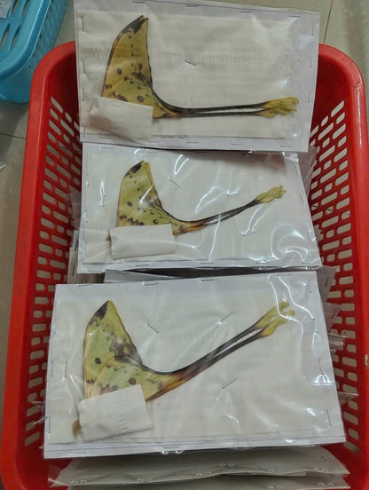 Real Long-Tailed Silkmoth (Actias maenas) - Wings Closed - Dry Specimen - Rare Saturniidae Moth - Exotic Taxidermy