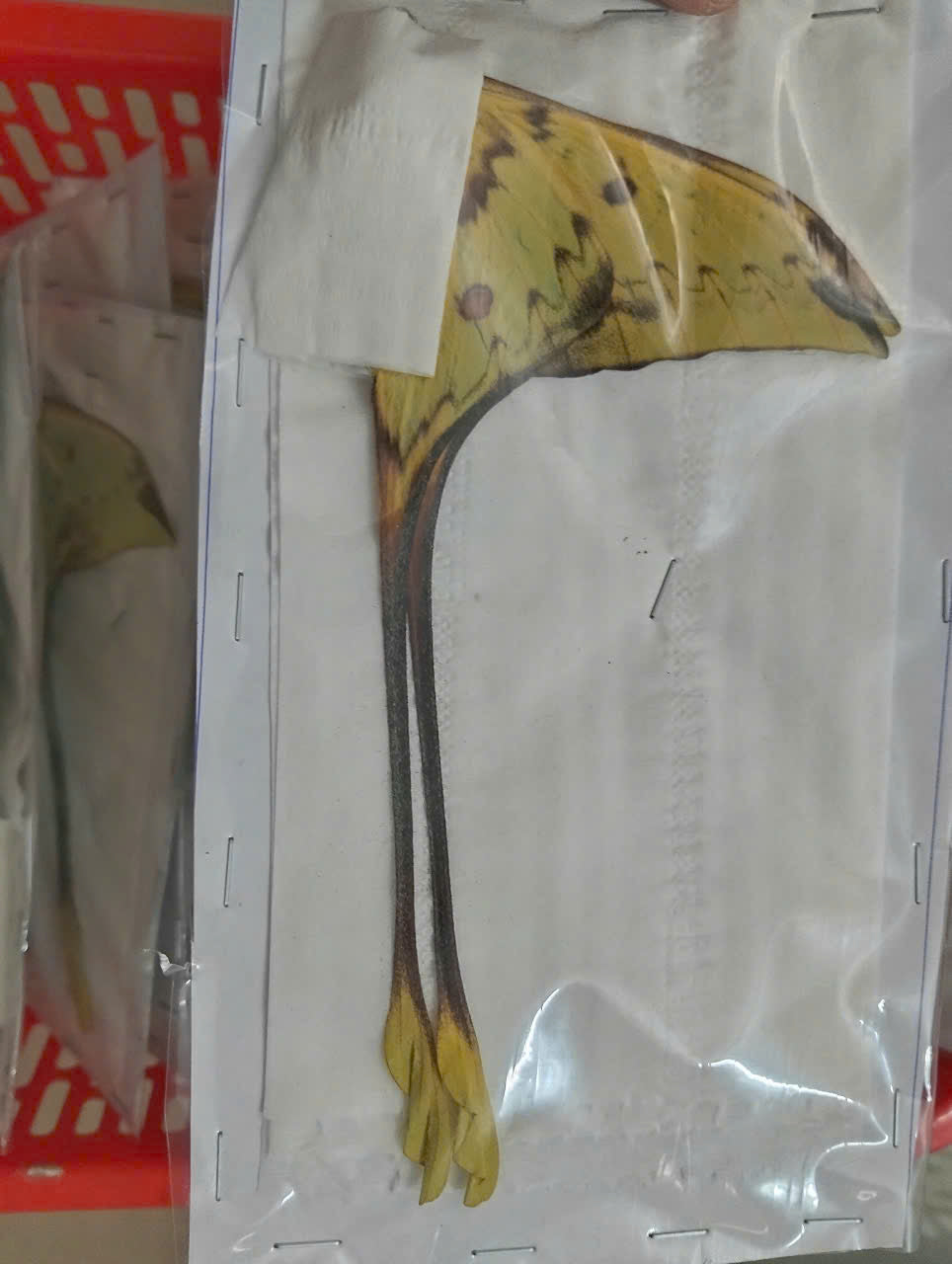 Real Long-Tailed Silkmoth (Actias maenas) - Wings Closed - Dry Specimen - Rare Saturniidae Moth - Exotic Taxidermy