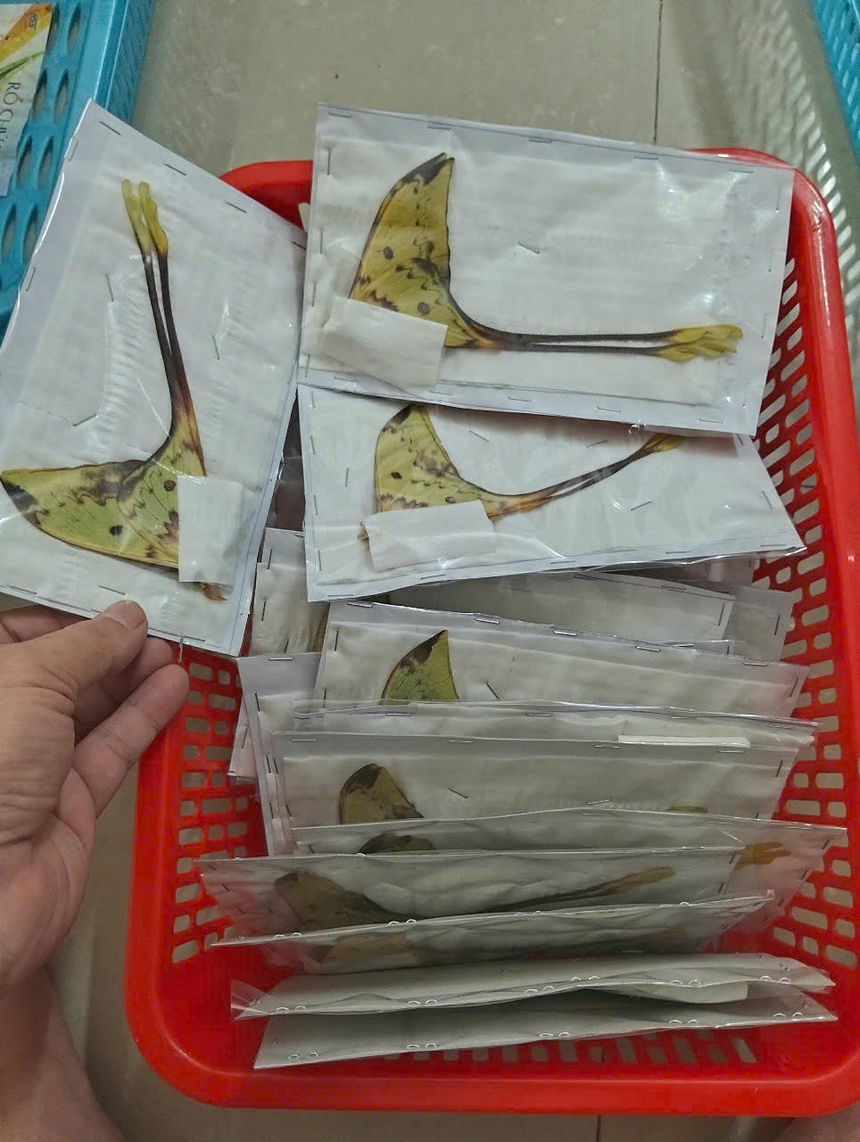 Real Long-Tailed Silkmoth (Actias maenas) - Wings Closed - Dry Specimen - Rare Saturniidae Moth - Exotic Taxidermy