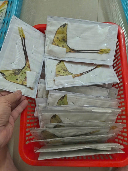 Real Long-Tailed Silkmoth (Actias maenas) - Wings Closed - Dry Specimen - Rare Saturniidae Moth - Exotic Taxidermy