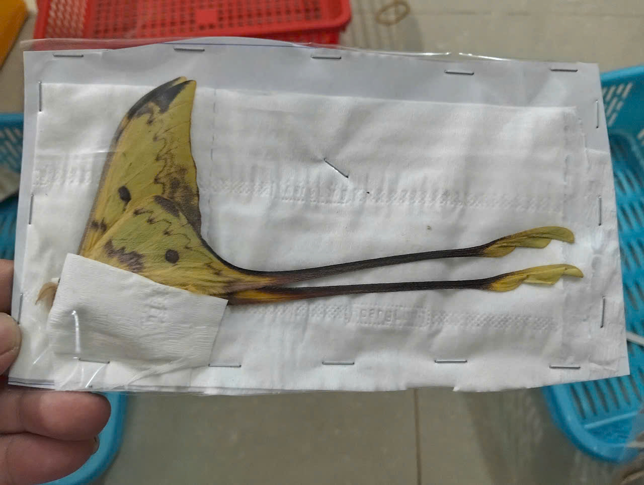 Real Long-Tailed Silkmoth (Actias maenas) - Wings Closed - Dry Specimen - Rare Saturniidae Moth - Exotic Taxidermy