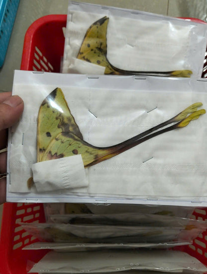 Real Long-Tailed Silkmoth (Actias maenas) - Wings Closed - Dry Specimen - Rare Saturniidae Moth - Exotic Taxidermy