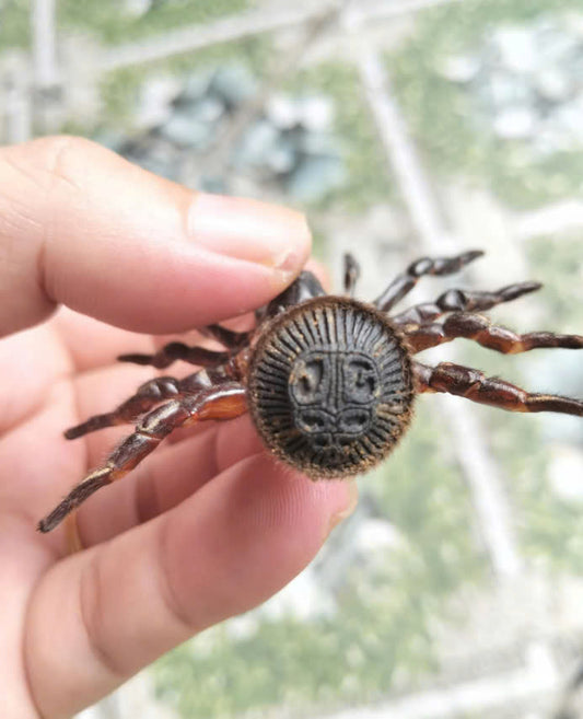 Real Cyclocosmia ricketti - Trapdoor Spider - Dry Specimen - Exotic Arachnid - Rare Collectible for Entomology & Taxidermy Display