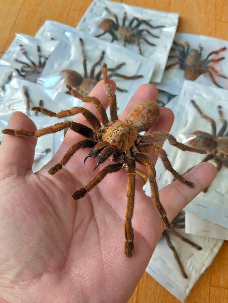 Real Tarantula (Haplopelma longipes) - Taxidermy Art - Gothic Home Decor & Oddities Collection - Unique Curiosity Display