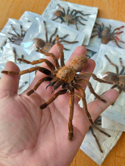 Real Tarantula (Haplopelma longipes) - Taxidermy Art - Gothic Home Decor & Oddities Collection - Unique Curiosity Display