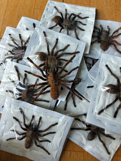 Real Tarantula (Haplopelma longipes) - Taxidermy Art - Gothic Home Decor & Oddities Collection - Unique Curiosity Display