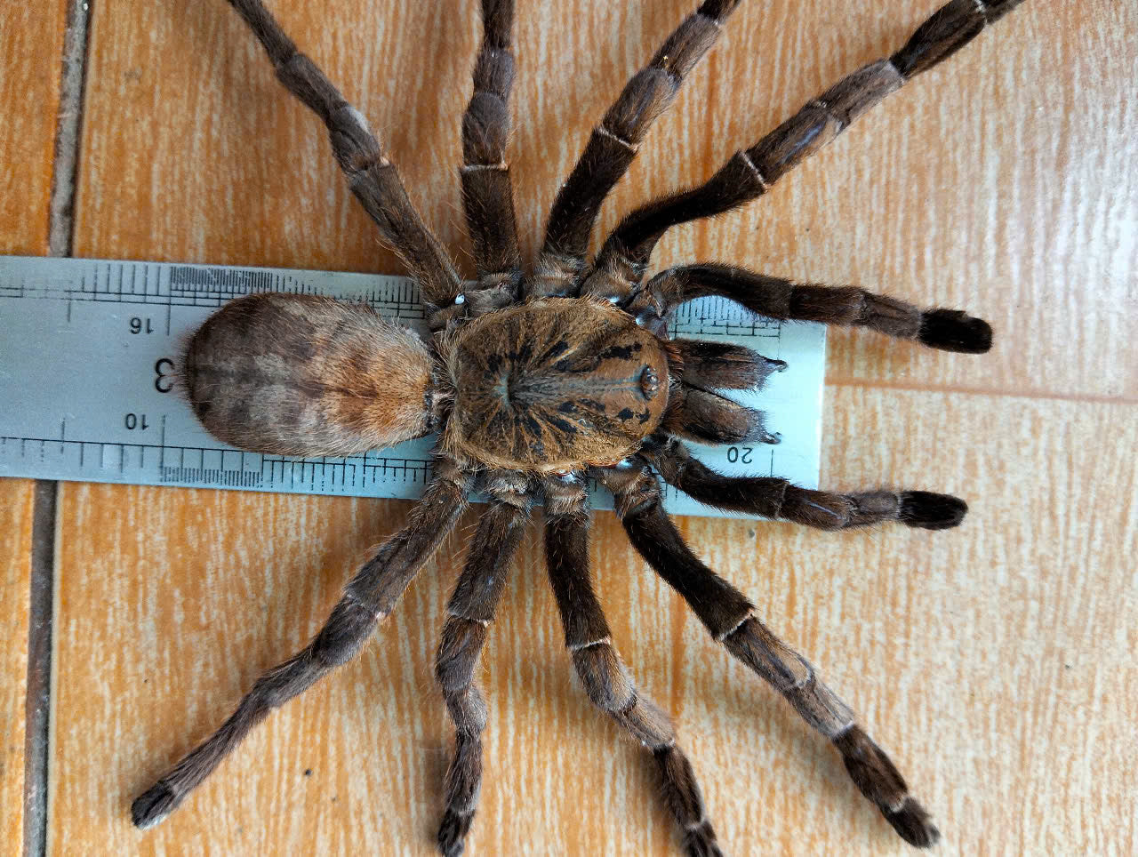 Real Tarantula (Haplopelma longipes) - Taxidermy Art - Gothic Home Decor & Oddities Collection - Unique Curiosity Display