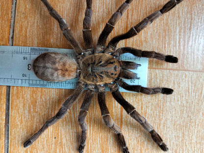 Real Tarantula (Haplopelma longipes) - Taxidermy Art - Gothic Home Decor & Oddities Collection - Unique Curiosity Display