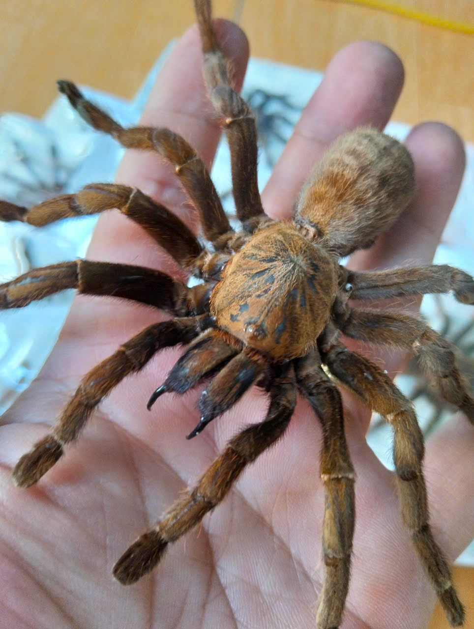 Real Tarantula (Haplopelma longipes) - Taxidermy Art - Gothic Home Decor & Oddities Collection - Unique Curiosity Display