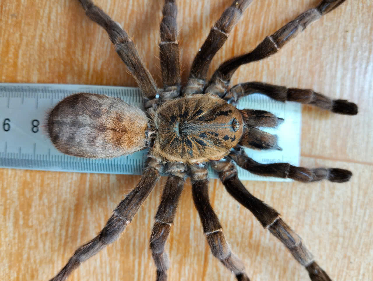 Real Tarantula (Haplopelma longipes) - Taxidermy Art - Gothic Home Decor & Oddities Collection - Unique Curiosity Display