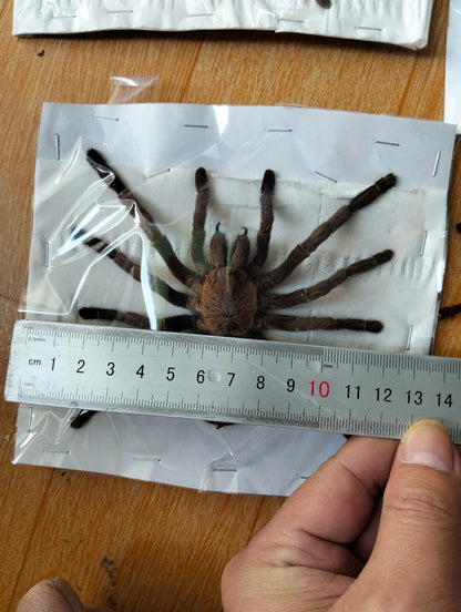 Real Tarantula (Haplopelma longipes) - Taxidermy Art - Gothic Home Decor & Oddities Collection - Unique Curiosity Display