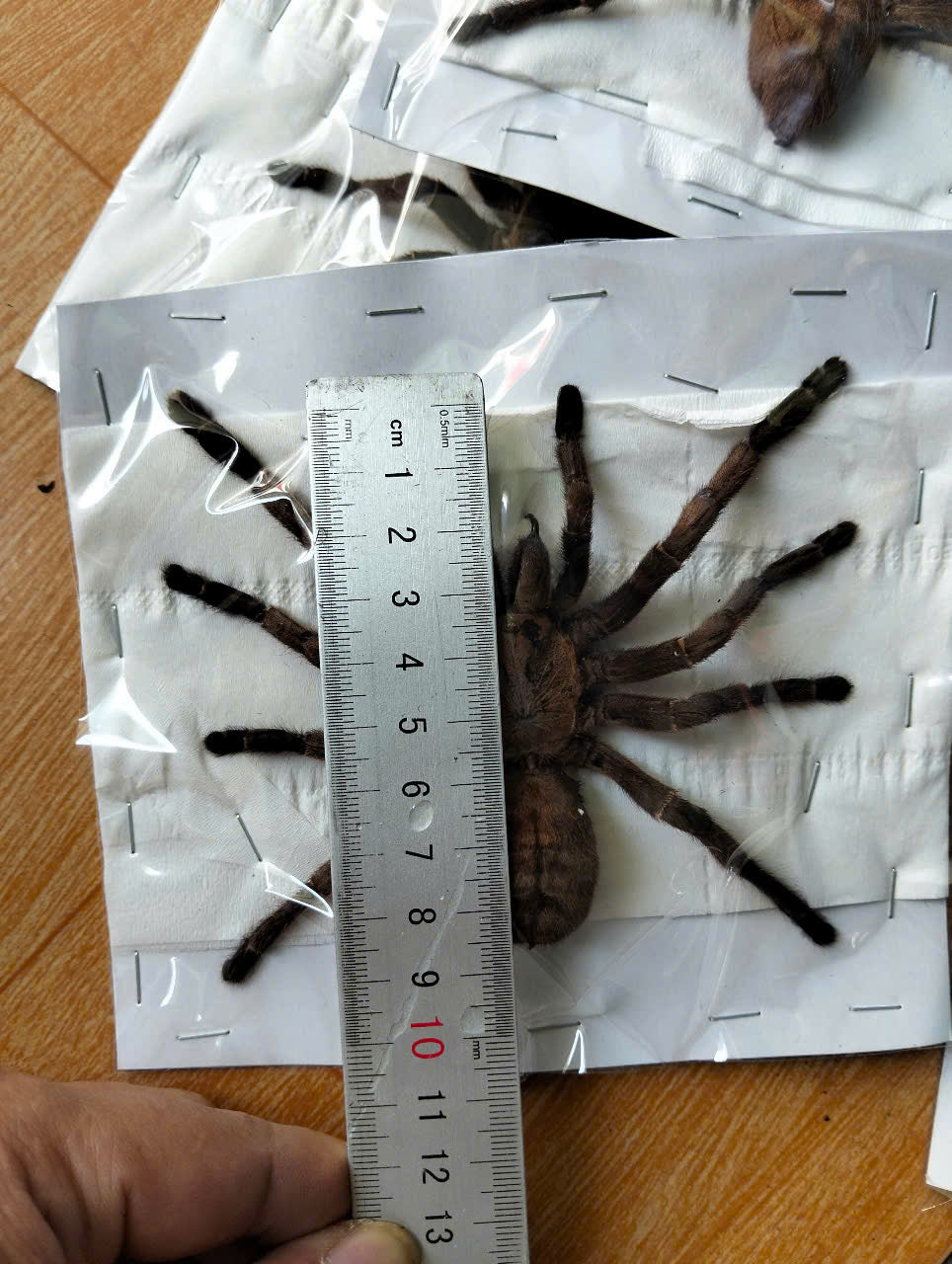 Real Tarantula (Haplopelma longipes) - Taxidermy Art - Gothic Home Decor & Oddities Collection - Unique Curiosity Display