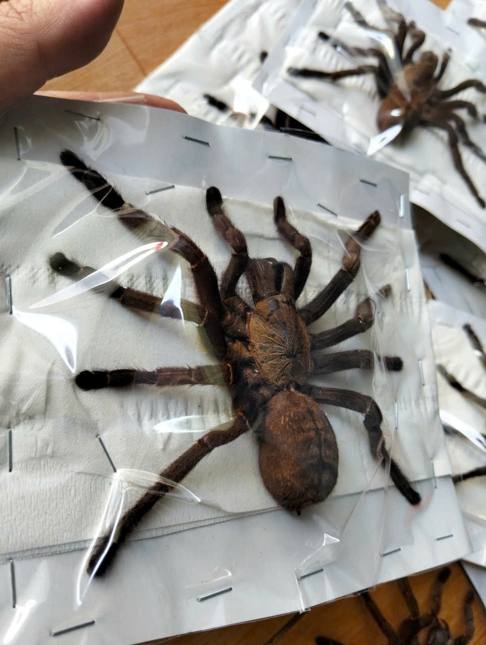 Real Tarantula (Haplopelma longipes) - Taxidermy Art - Gothic Home Decor & Oddities Collection - Unique Curiosity Display