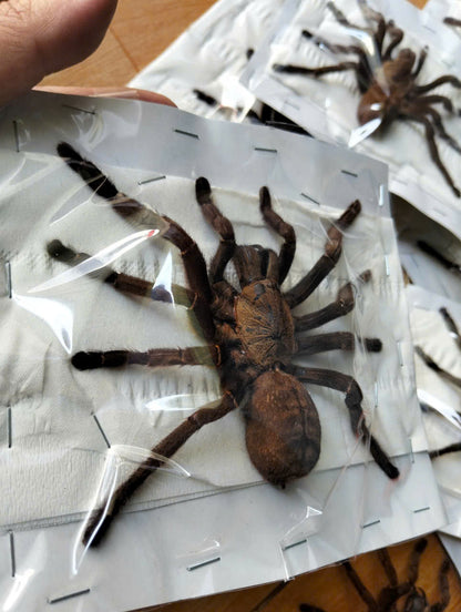 Real Tarantula (Haplopelma longipes) - Taxidermy Art - Gothic Home Decor & Oddities Collection - Unique Curiosity Display