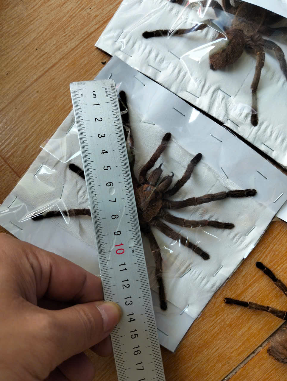 Real Tarantula (Haplopelma longipes) - Taxidermy Art - Gothic Home Decor & Oddities Collection - Unique Curiosity Display