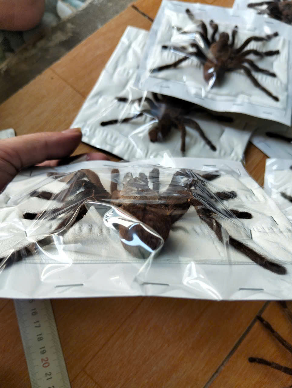 Real Tarantula (Haplopelma longipes) - Taxidermy Art - Gothic Home Decor & Oddities Collection - Unique Curiosity Display