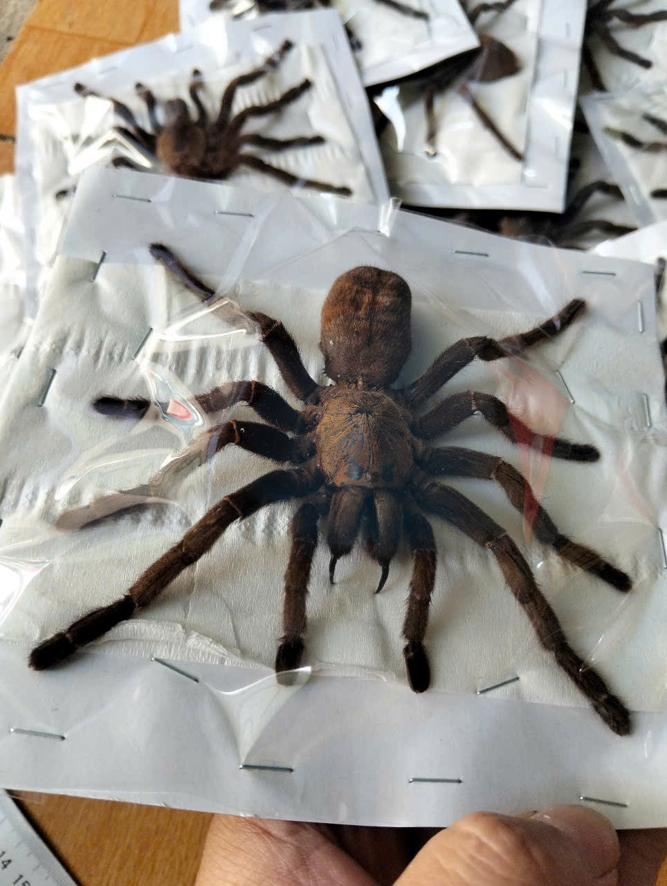 Real Tarantula (Haplopelma longipes) - Taxidermy Art - Gothic Home Decor & Oddities Collection - Unique Curiosity Display
