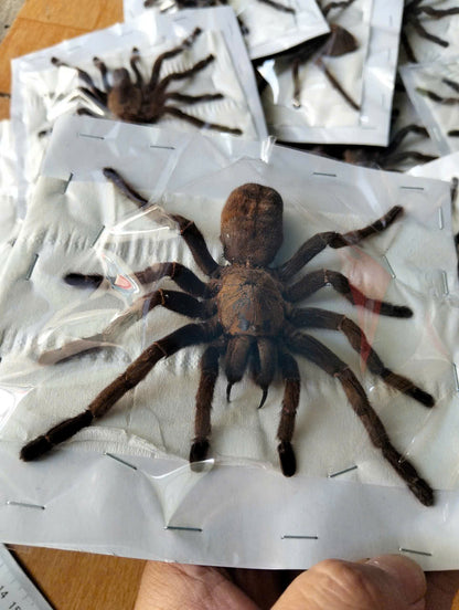 Real Tarantula (Haplopelma longipes) - Taxidermy Art - Gothic Home Decor & Oddities Collection - Unique Curiosity Display