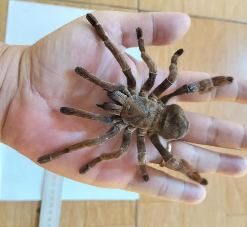 Real Tarantula (Citharognathus tongmianensis) - Taxidermy Art - Gothic Home Decor & Oddities Collection - Unique Curiosity Display